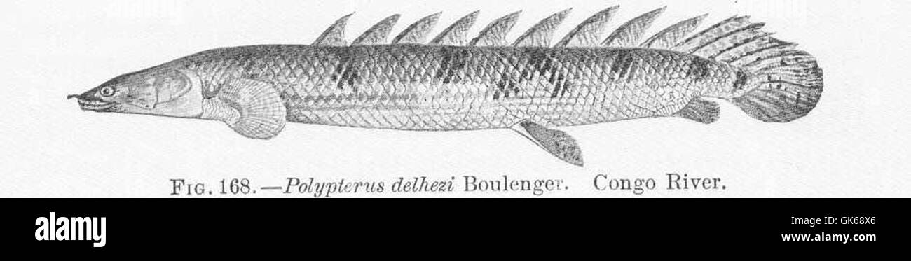 51705 Polypterus delhesi Boulenger Congo River Stock Photo