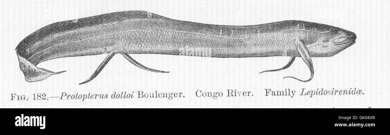 51719 Protopterus dolloi Boulenger Congo River Family Lepidosirenidae Stock Photo