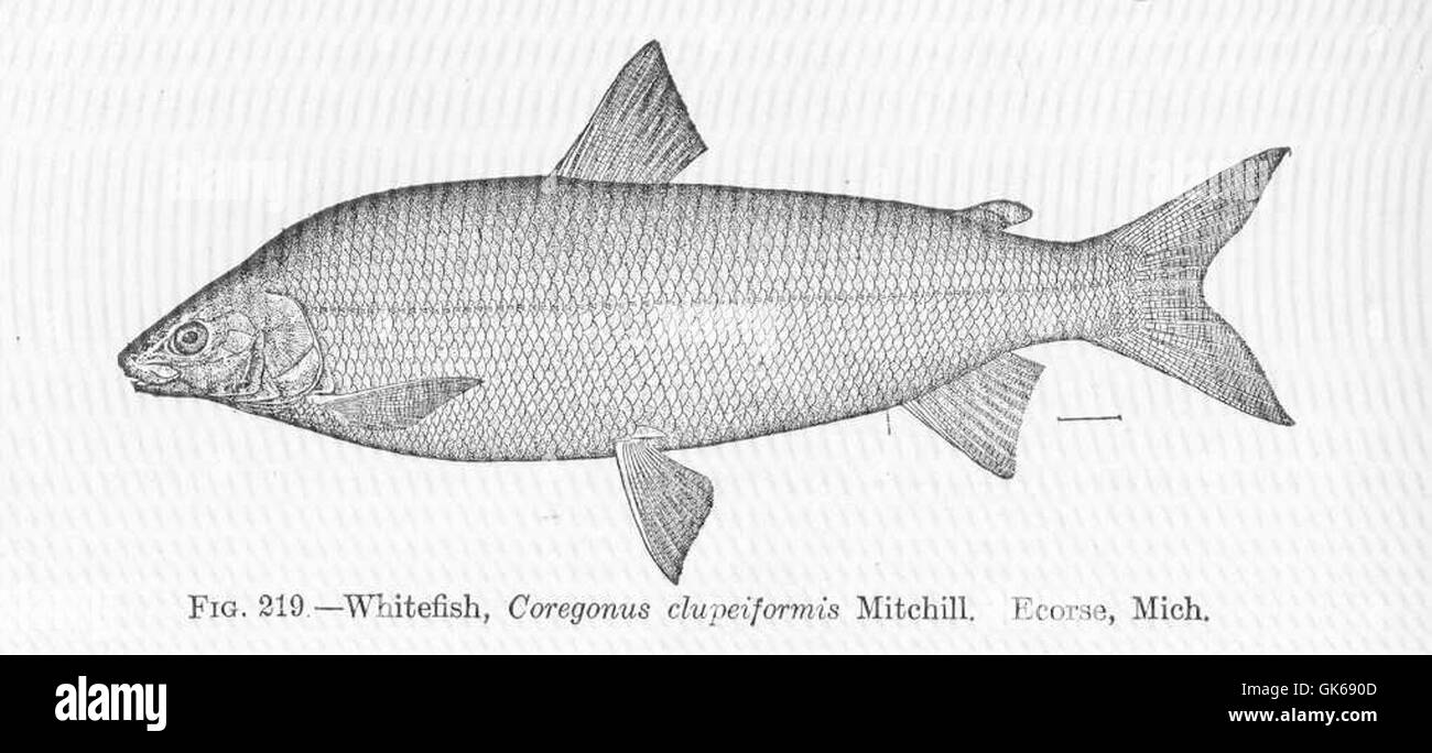 Map of whitefish Black and White Stock Photos & Images Alamy