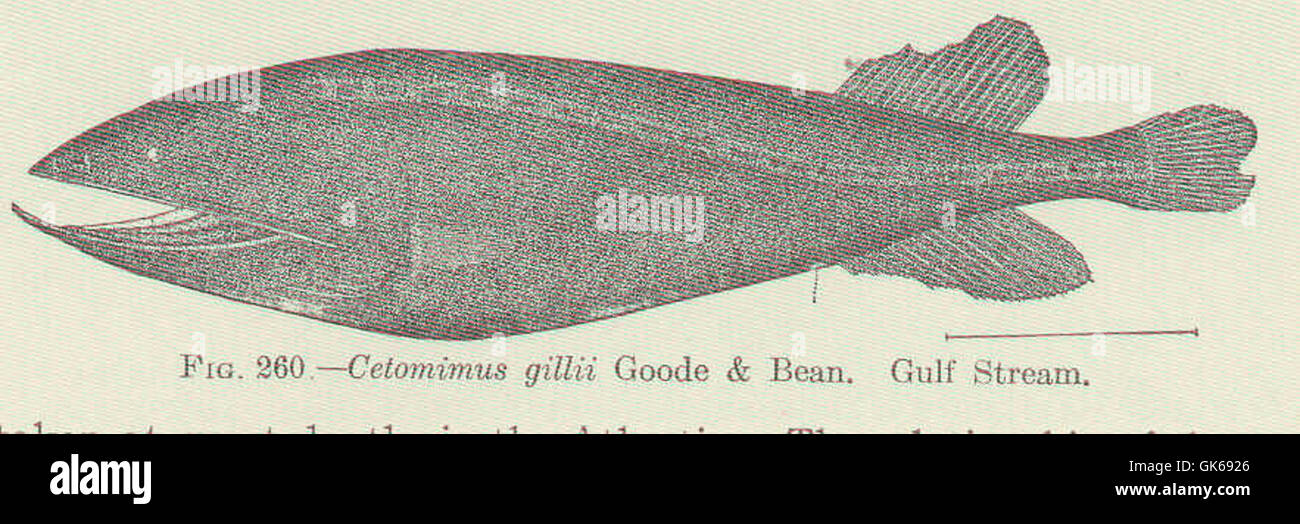 51797 Cetomimus gillii Goode & Bean Gulf Stream Stock Photo