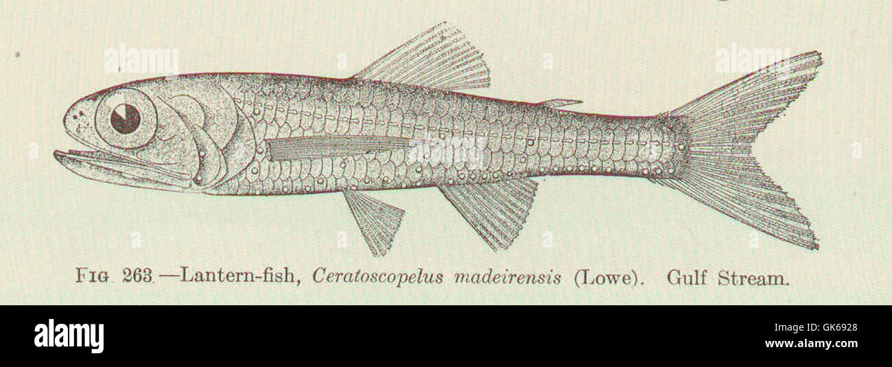 51800 Lantern-fish, Ceratoscopelus madeirensis (Lowe) Gulf Stream Stock Photo