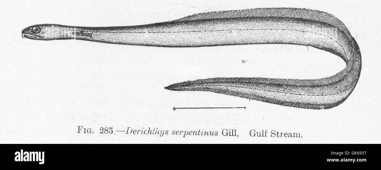 51822 Dericyhthys serpentinus Gill Gulf Stream Stock Photo