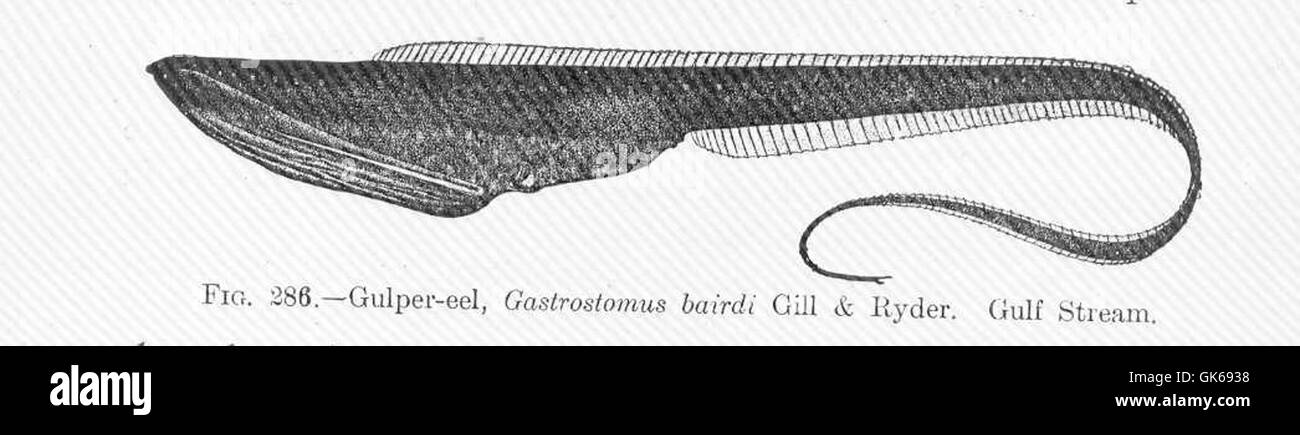 Gulper eel hi-res stock photography and images - Alamy