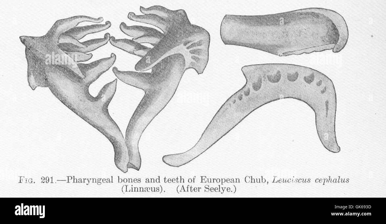 51828 Pharyngeal bones and teeth of European Chub, Leuciscus cephalus (Linneaus) Stock Photo