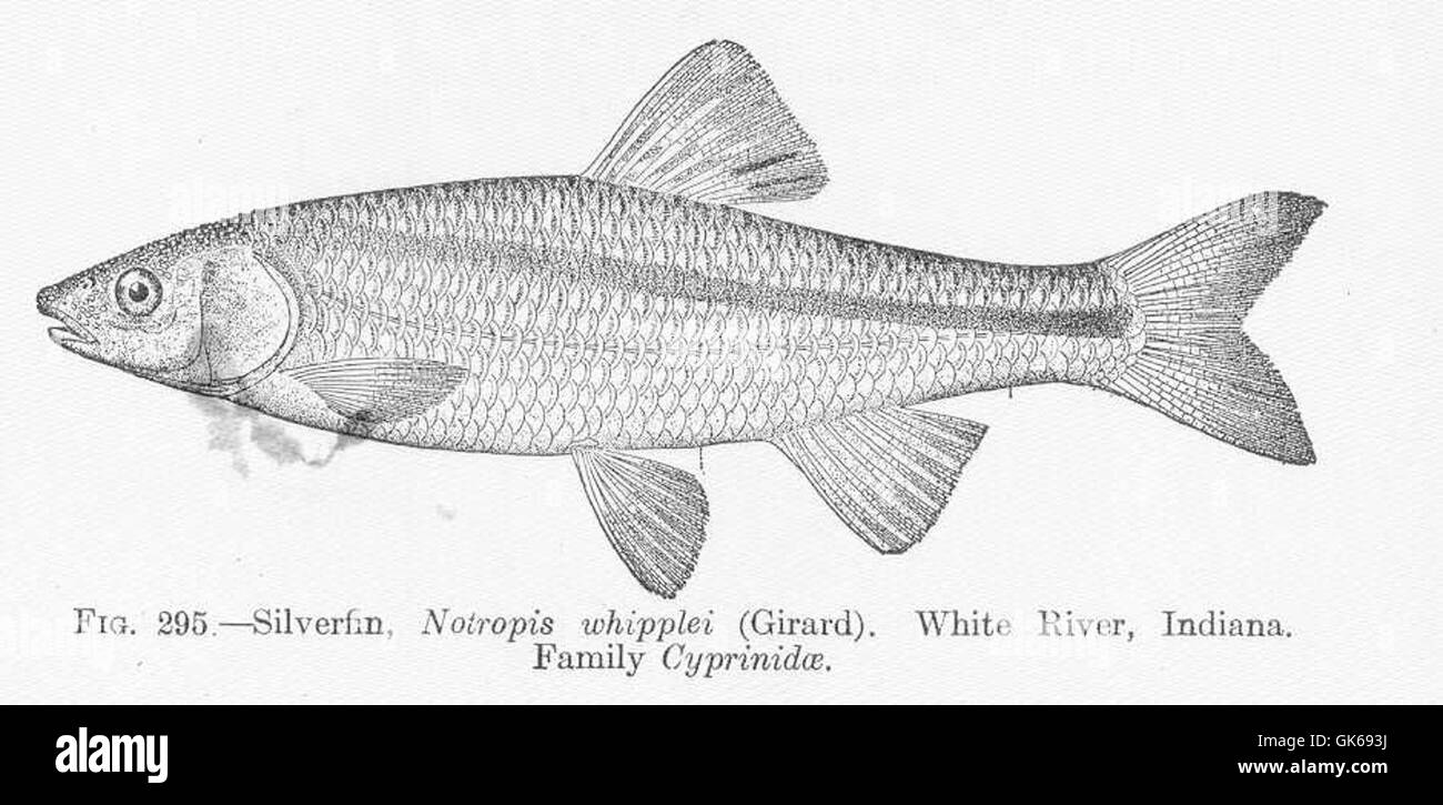 51832 Silverfin, Notropis whipplei (Girard) White River, Indiana Family Cyprinidae Stock Photo