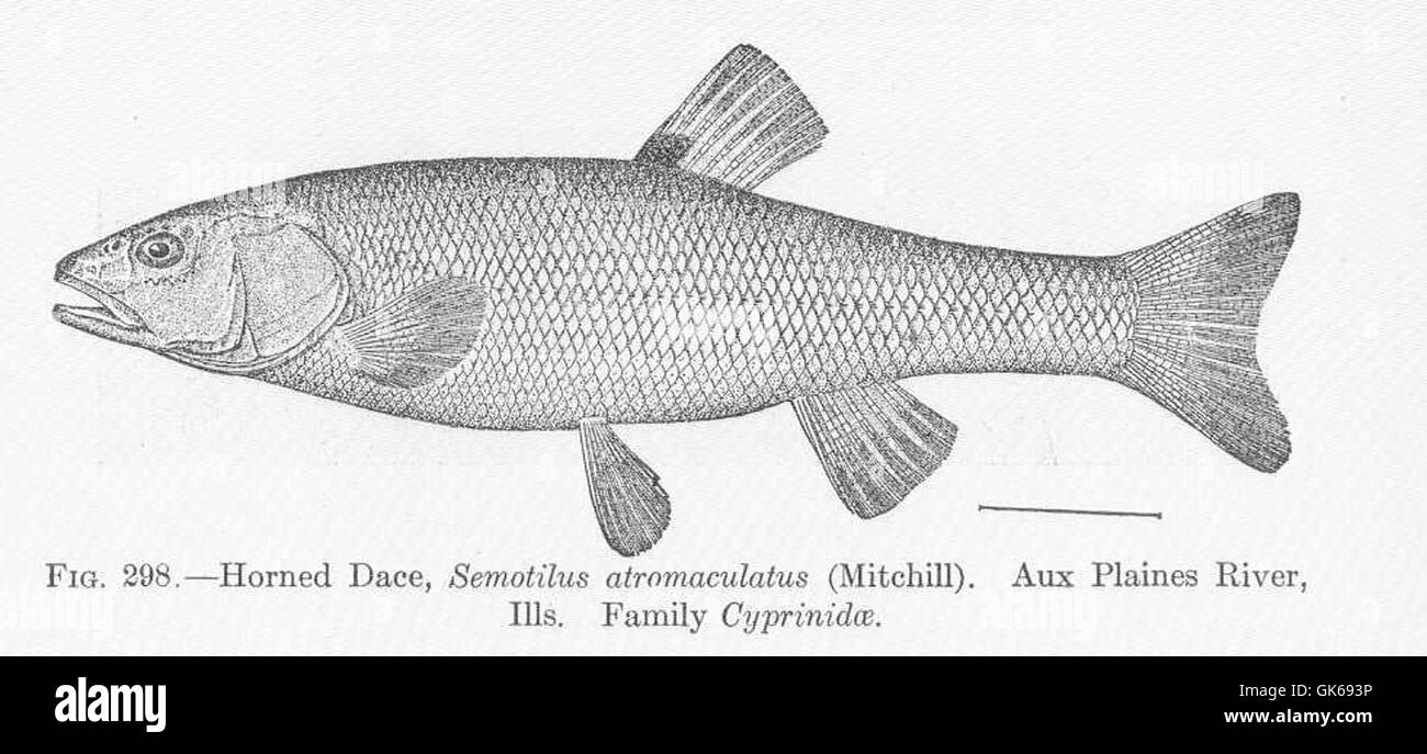 51835 Horned Dace, Semotilus atromaculatus (Mitchill) Aux Plaines River, Ills Family Cyprinidae Stock Photo