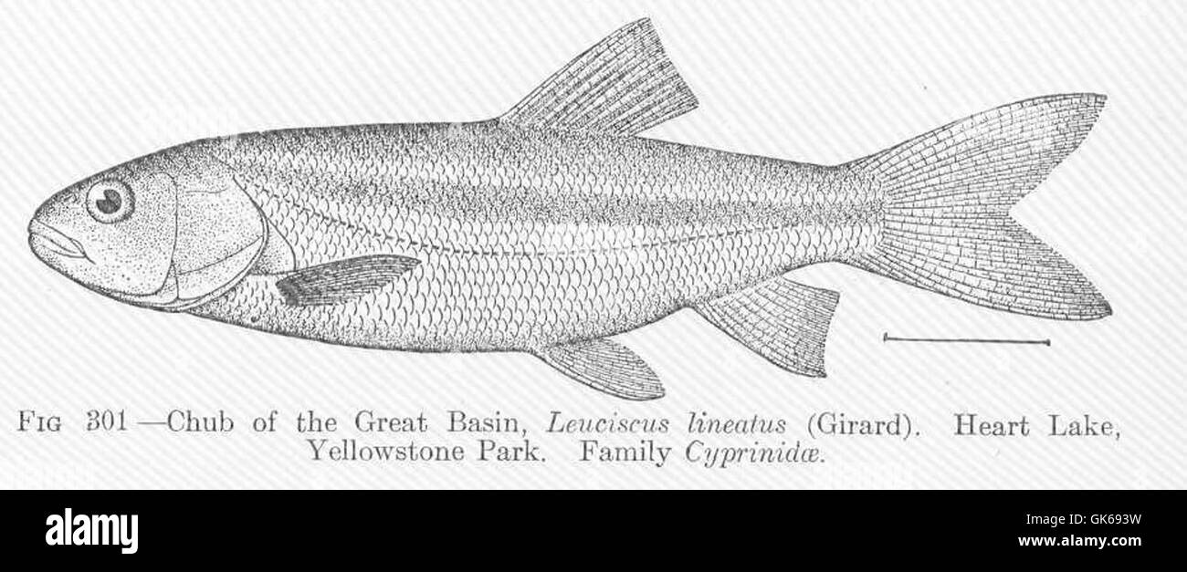 51838 Chub of the Great Basin, Leuciscus lineatus (Girard) Heart Lake, Yellowstone Park Family Cyprinidae Stock Photo