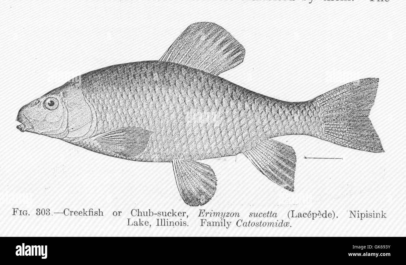 51840 Creekfish or Chub-sucker, Erimyzon sucetta (Lacepede) Nipisink Lake, Illinois Family Catostomidae Stock Photo