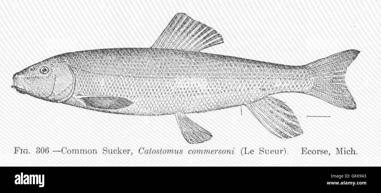 51843 Common Sucker, Catostomus commersoni (Le Sueur) Ecorse, Mich Stock Photo