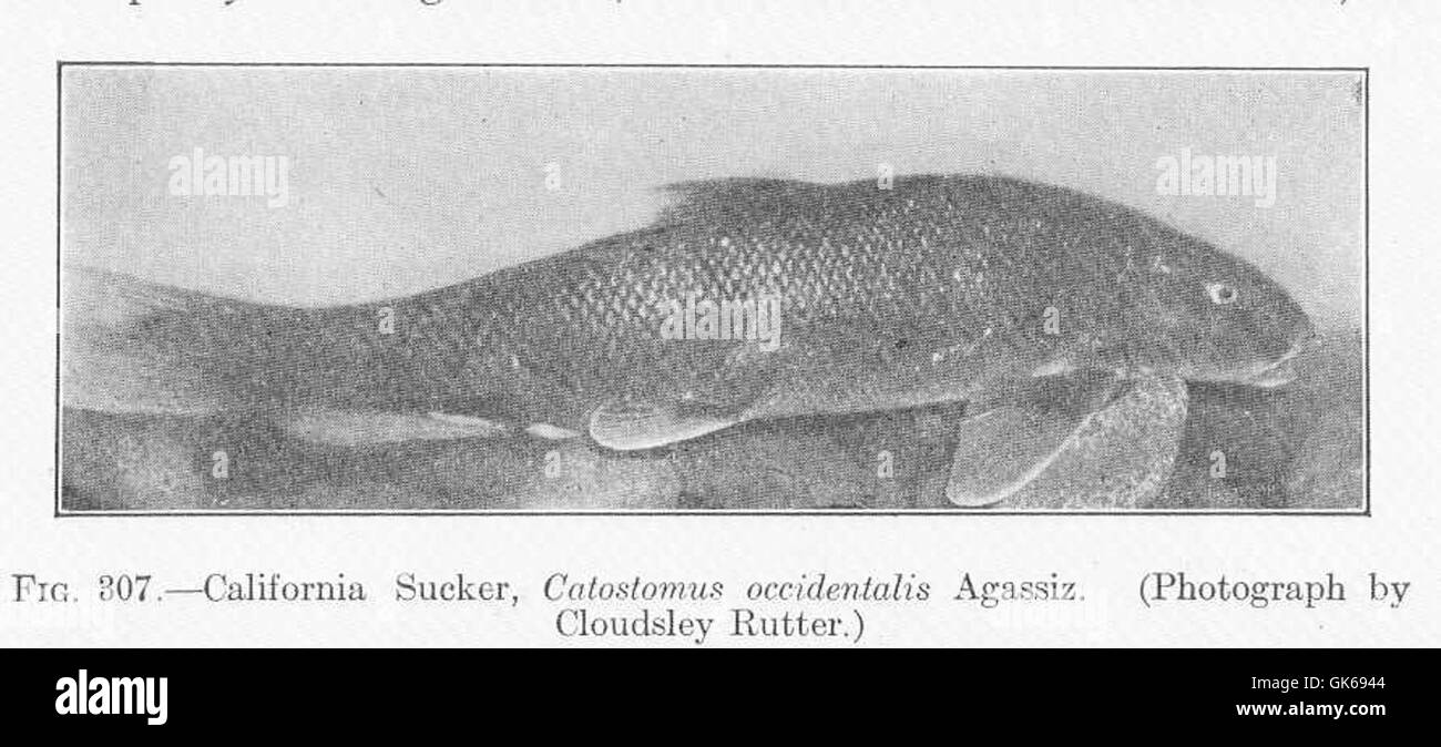 51844 California Sucker, Catostomus occidentalis Agassiz Stock Photo