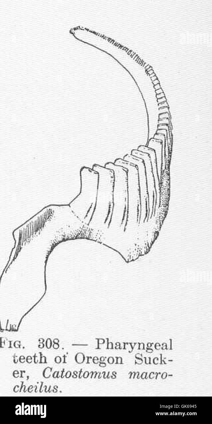 51845 Pharyngeal teeth of Oregon Sucker, Catostomus macrocheilus Stock Photo