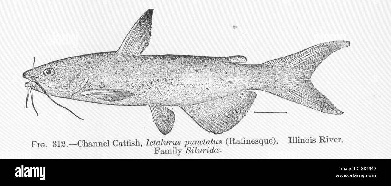 51849 Channel Catfish, Ictalurus punctatus (Rafinesque) Illinois River Family Siluridae Stock Photo