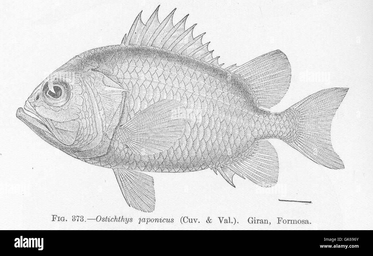 51911 Ostichthys japonicus (Cuv & Va) Giran, Formosa Stock Photo