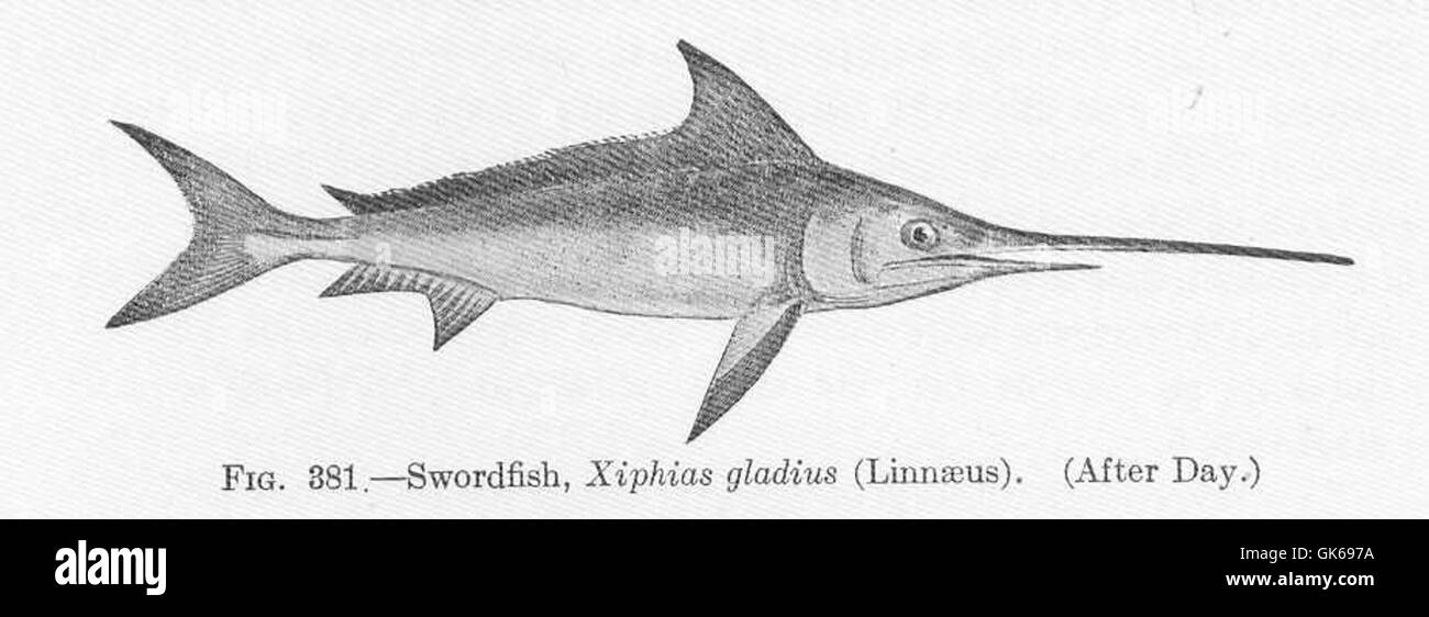 51919 Swordfish, Xiphias gladius (Linnaeus Stock Photo Alamy