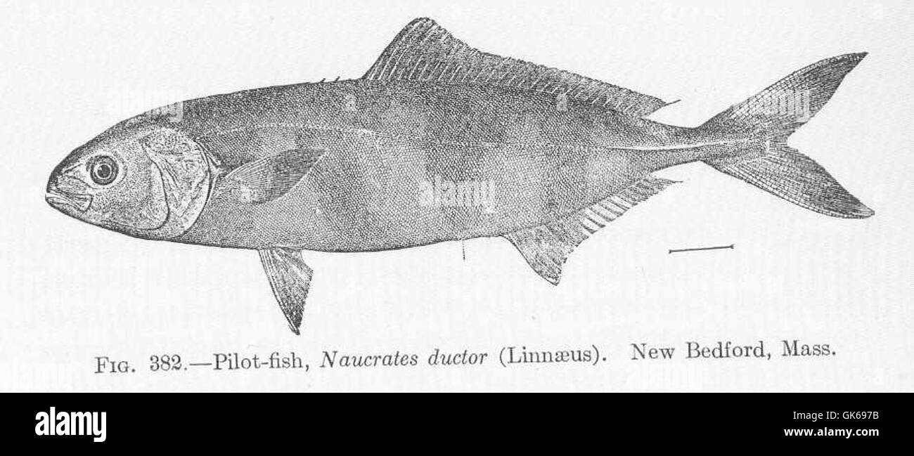 51920 Pilot-fish, Naucrates ductor (Linnaeus) New Bedford, Mass Stock Photo