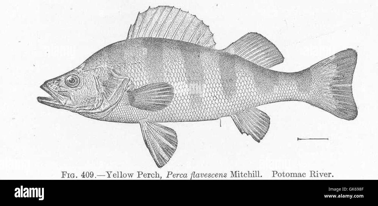 The Yellow Perch (Perca flavescens) is a freshwater species found in ...