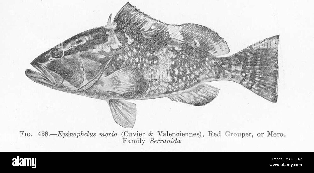 52000 Epinephelus morio (Cuvier & Valendiennes), Red Grouper, or Mero Family Serranidae Stock Photo