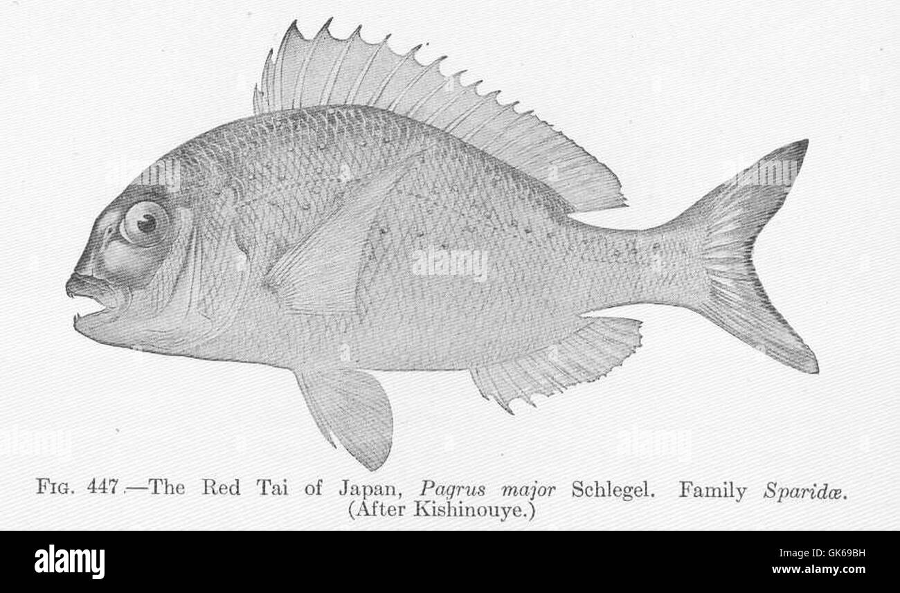 52019 Red Tai of Japan, Pagrus major Schlegel Family Sparidae Stock Photo