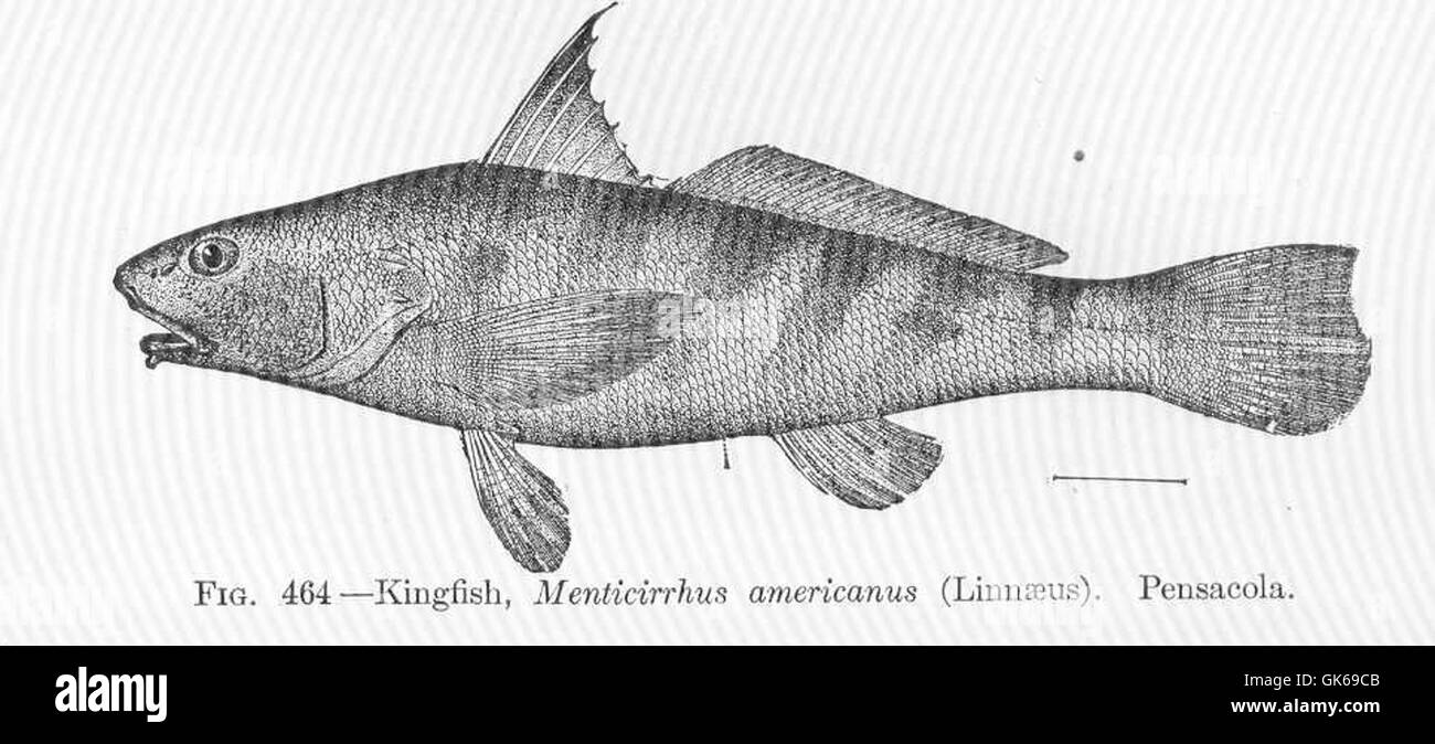 52036 Kingfish, Menticirrhus americanus (Linnaeus) Pensacola Stock
