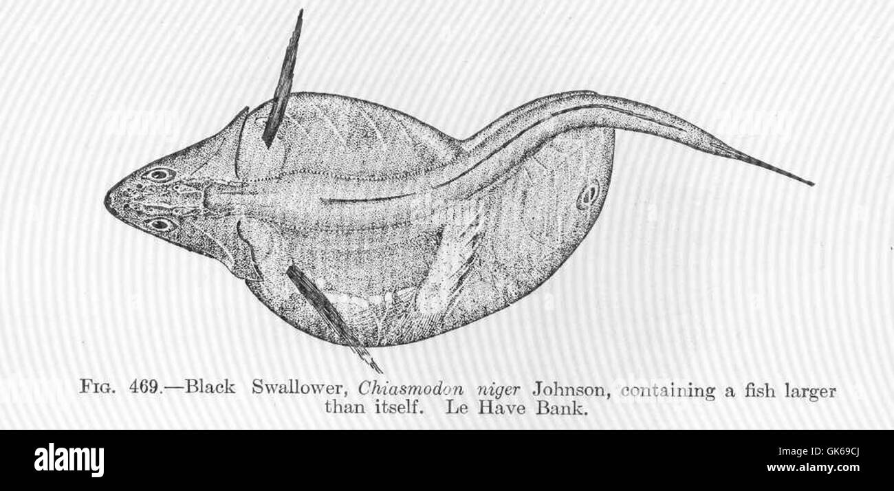 Black swallower fish hires stock photography and images Alamy Black swallower fish hires stock photography and images Alamy