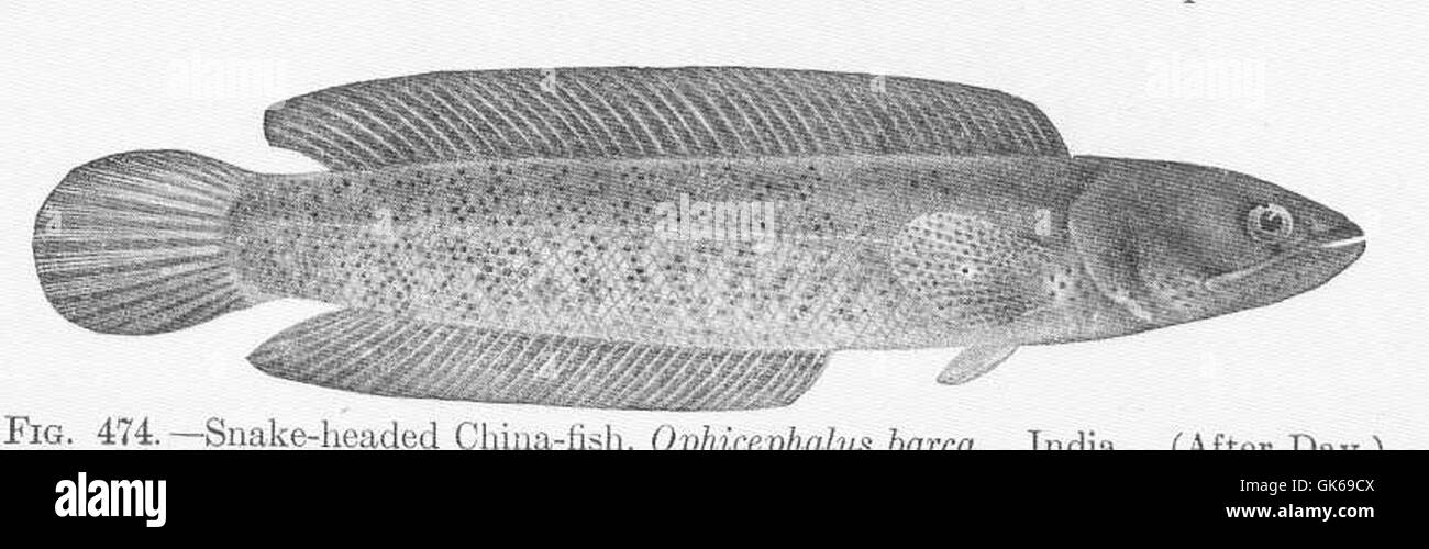 52046 Snake-headed China-fish, Ophicephalus barca India Stock Photo