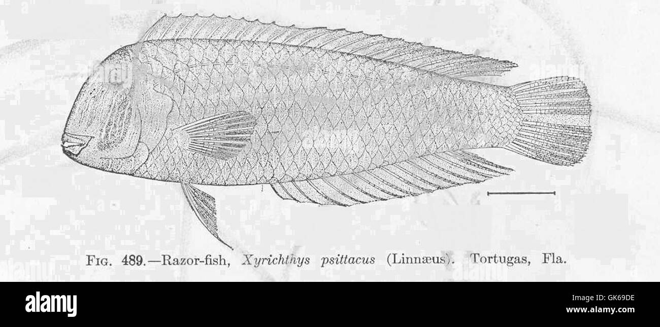 52061 Razor-fish, Xyrichthys psittacus (Linnaeus) Tortugas, Fla Stock Photo