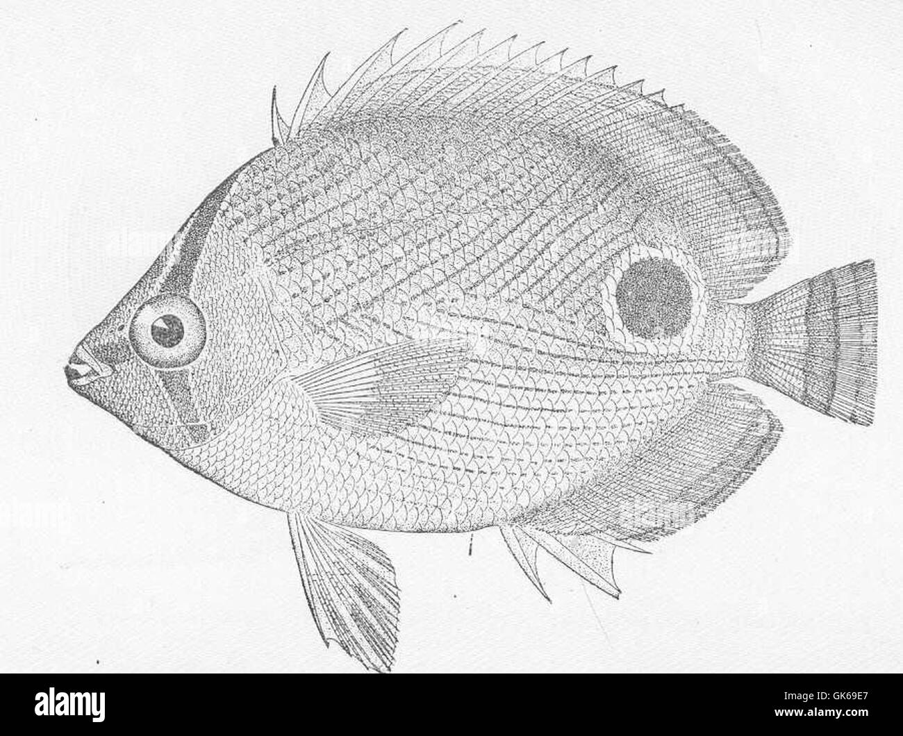52079 Butterflyfish, Chaetodon capistratus Linnaeus Jamaica Stock