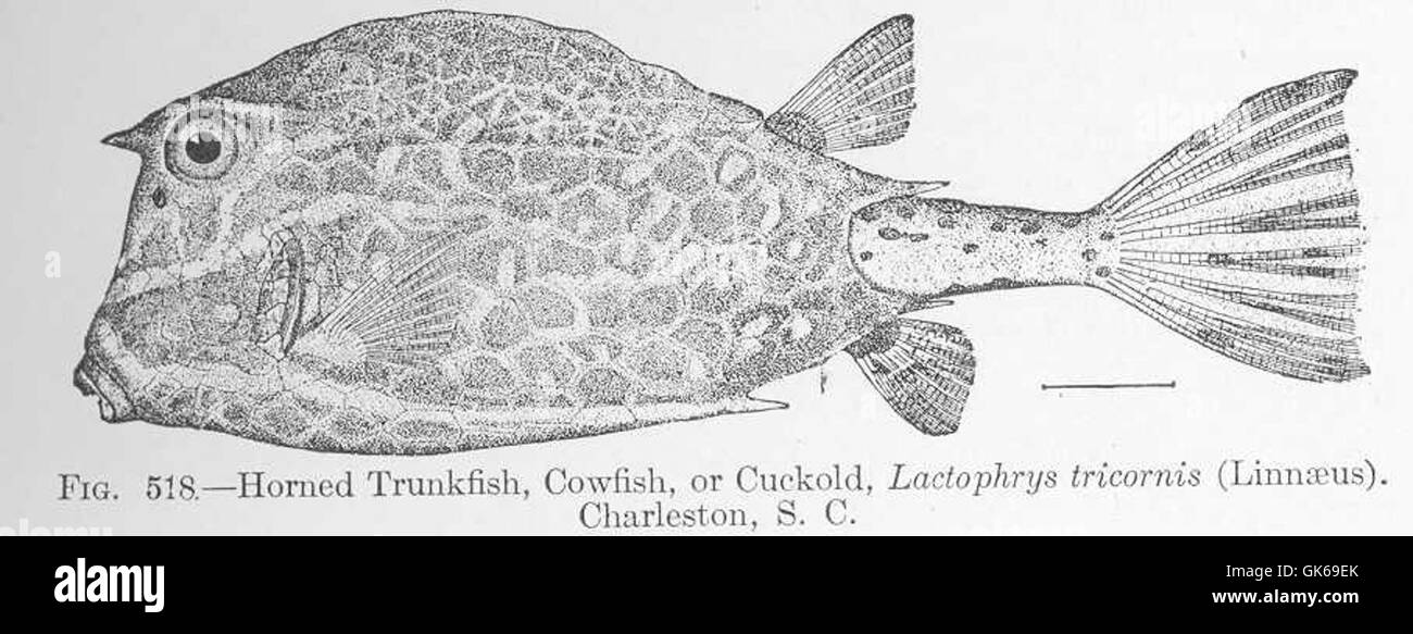 52090 Horned Trunkfish, Cowfish, or Cuckold Lactophrys tricornis (Linnaeus) Charleston S C Stock Photo