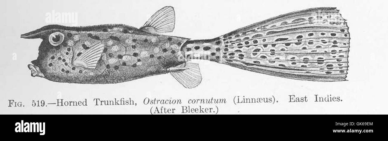 52091 Horned Trunkfish, Ostracion cornutum (Linnaeus) East Indies Stock Photo