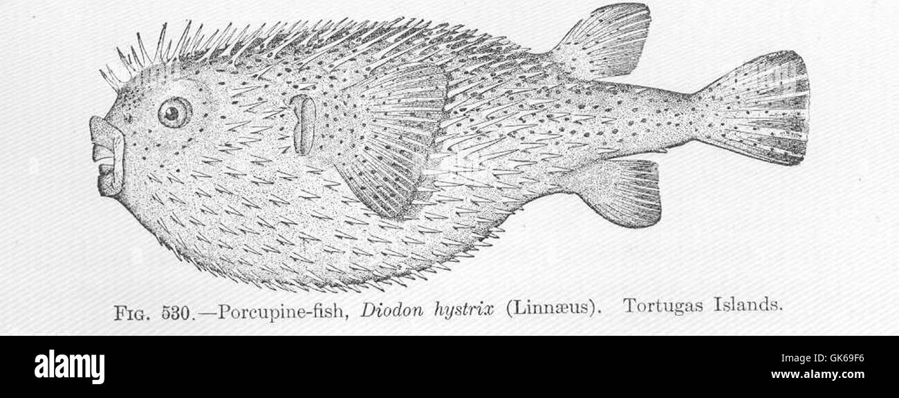 52102 Porcupine-fish, Diodon hystrix (Linnaeus) Tortugas Islands Stock Photo
