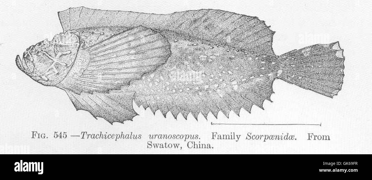 52117 Trachicephalus uranoscopus Family Scoirpaenidae From Swatow, China Stock Photo