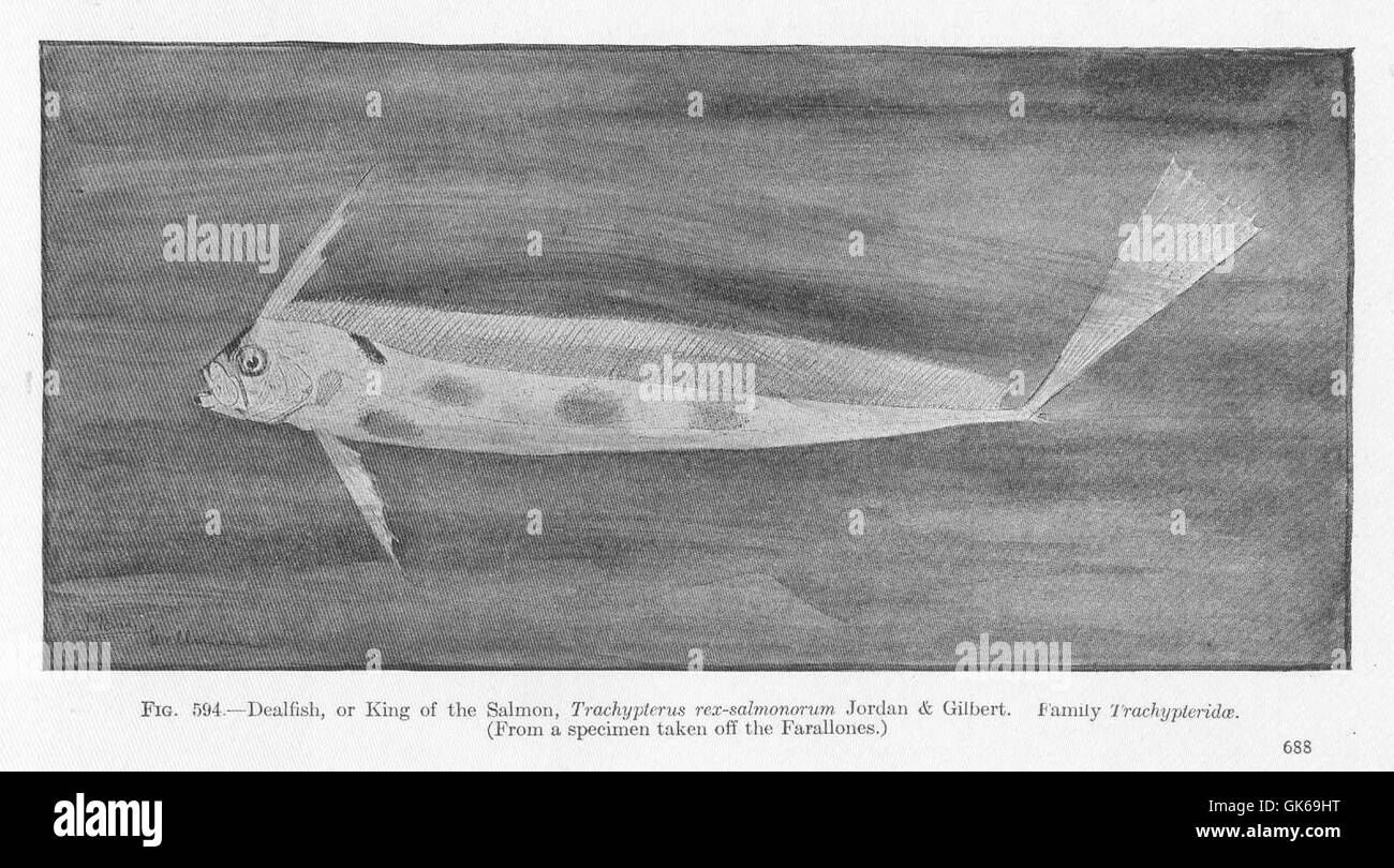 52165 Dealfish, or King of the Salmon, Trachypterus rex-salmonorum Jorday & Gilbert Family Trachypteridae (From a specimen taken off Stock Photo