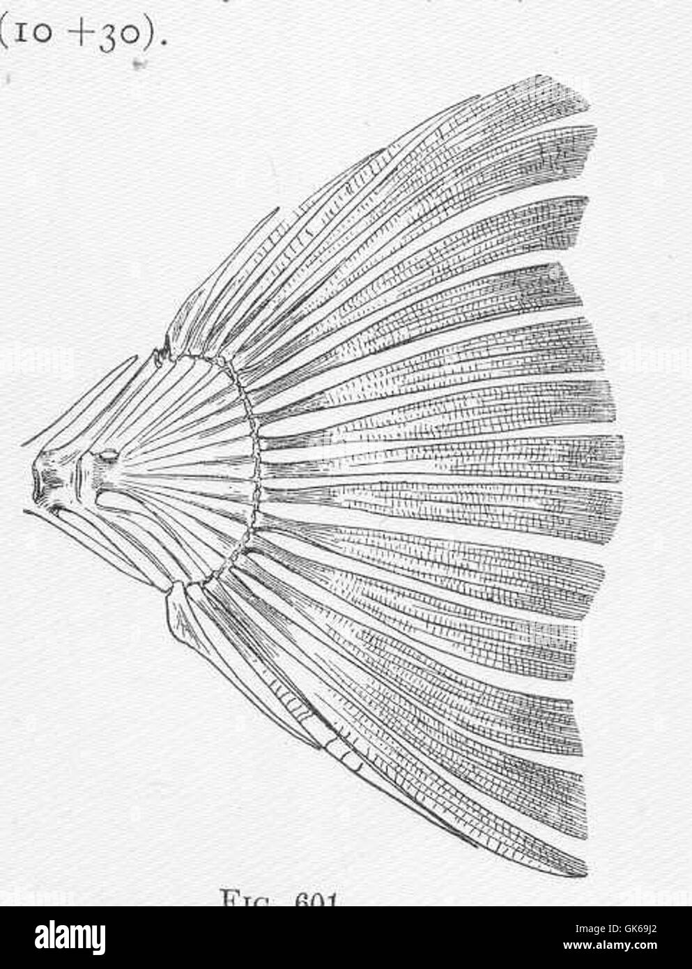 52170 Homocercal tail of a Flounder, Paralichthys californicus Stock Photo