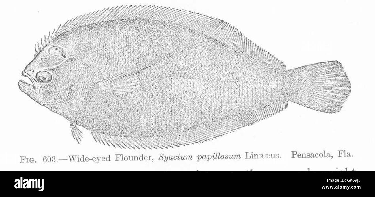 Eyed flounder Black and White Stock Photos & Images Alamy