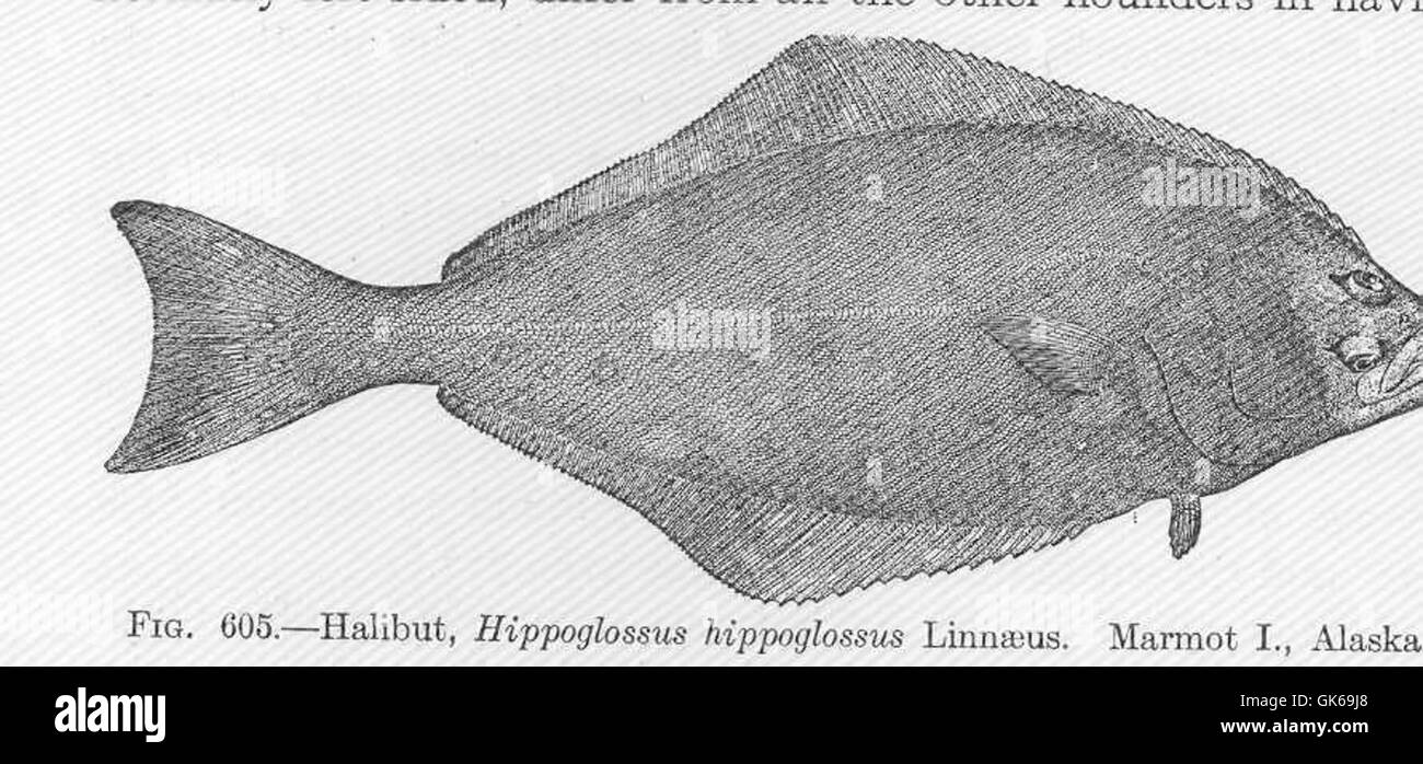 52174 Halibut, Hippoglossus hippoglossus Linnaeus Marmot I, Alaska Stock Photo