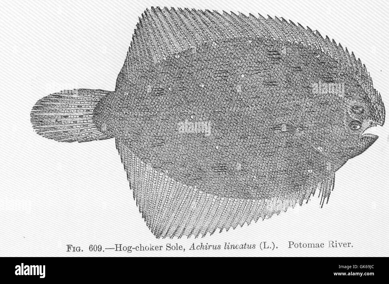52178 Hog-choker Sole, Achirus lineatus (L) Potomac River Stock Photo