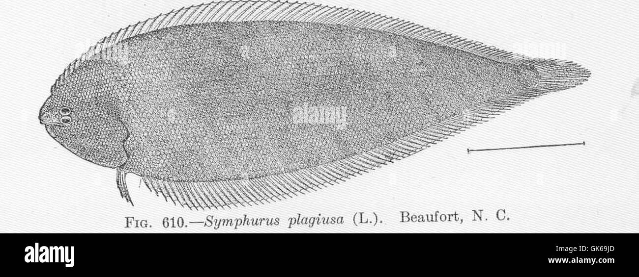 52179 Symphurus plagiusa (L) Beaufort, N C Stock Photo