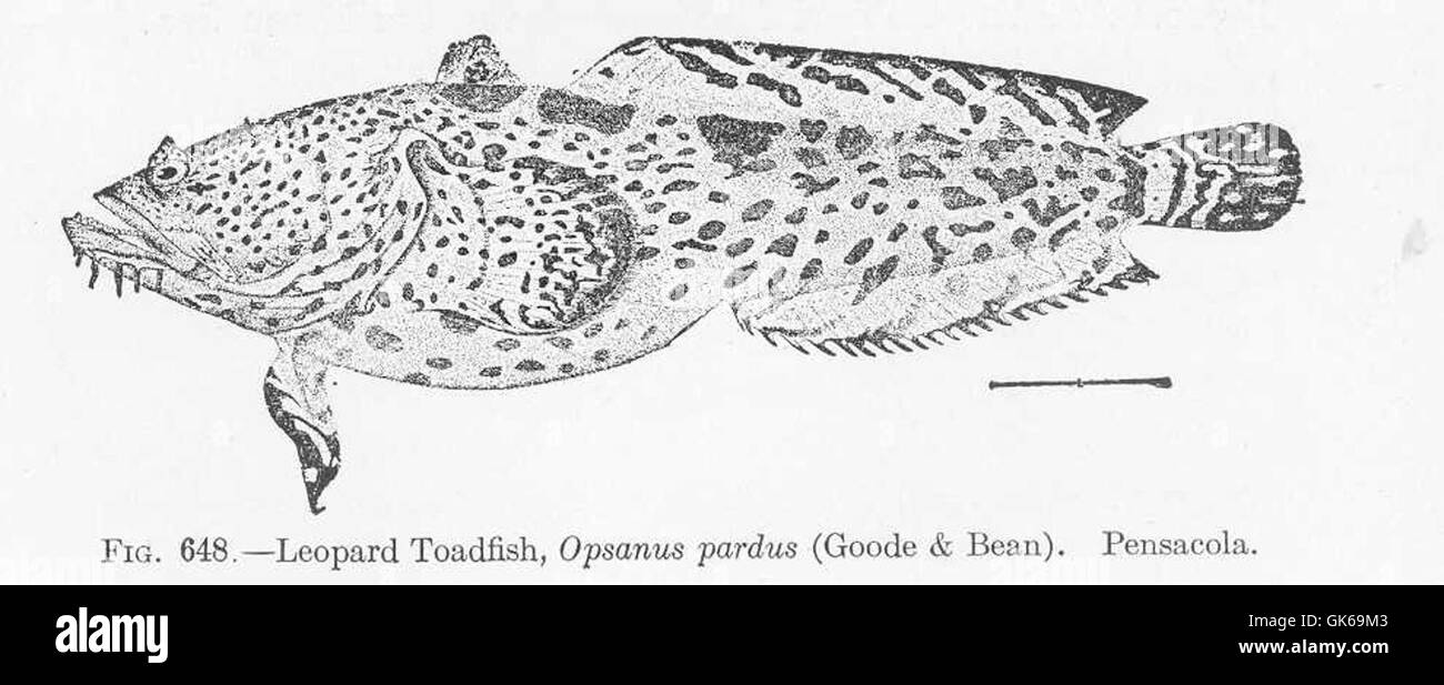 52217 Leopard Toadfish, Opsanus pardus (Goode & Bean) Pensacola Stock Photo