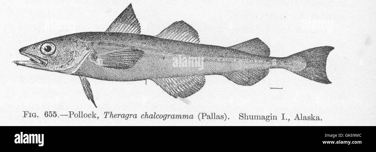Alaska Pollock Theragra Chalcogramma Black And White Stock Photos Alaska Pollock Theragra Chalcogramma Black And White Stock Photos