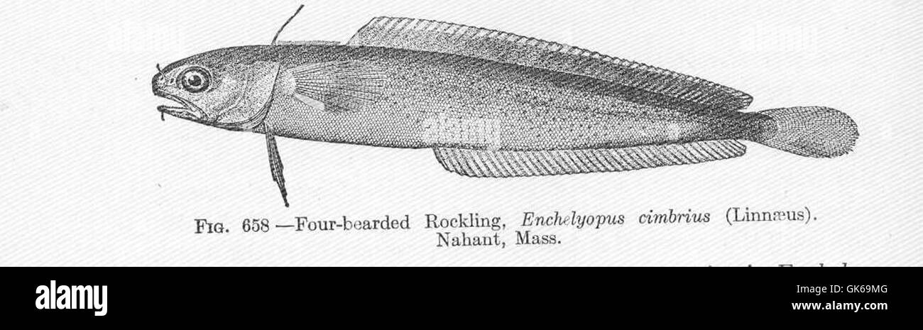 52227 Four-bearded Rockling, Enchelyopus cimbrius (Linnaeus) Nahant, Mass Stock Photo