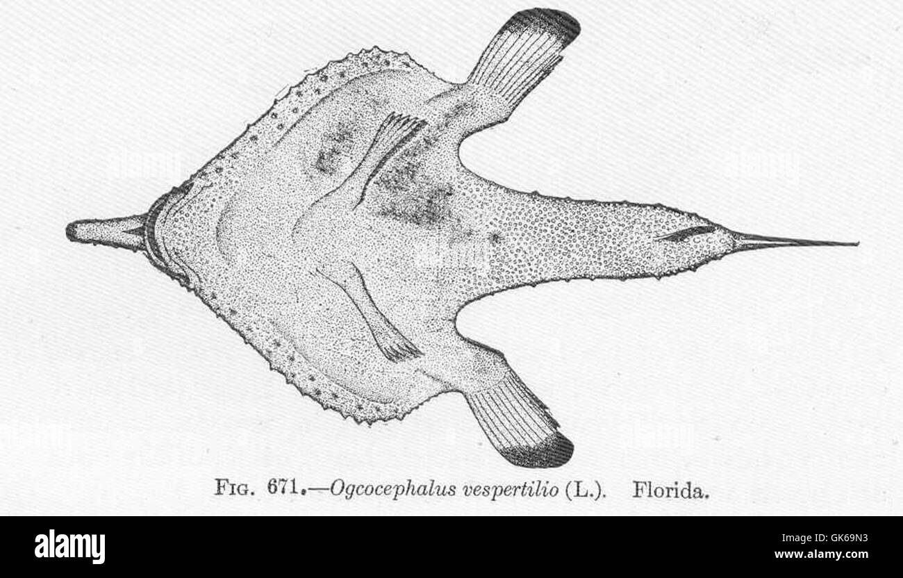 52240 Ogcocephalus vespertilio (L) Florida Stock Photo