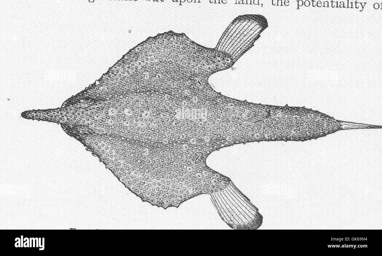 52241 Batfish, Ogcocephalus vespertilio (L) Florida Stock Photo
