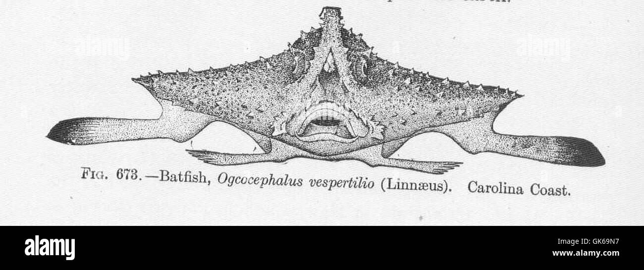 52242 Batfish, Ogcocephalus vespertilio (Linnaeus) Carolina Coast Stock Photo