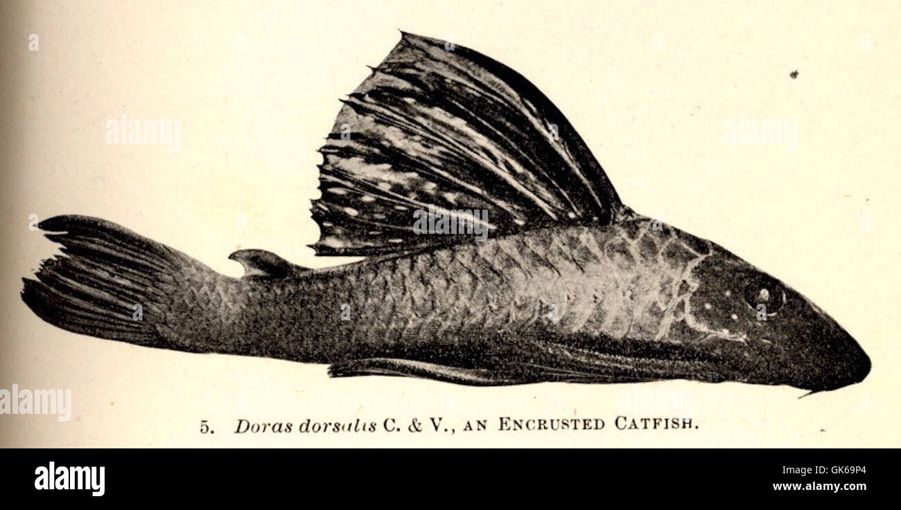 Dihras Animal Doras dorsalis hi-res stock photography and images - Alamy