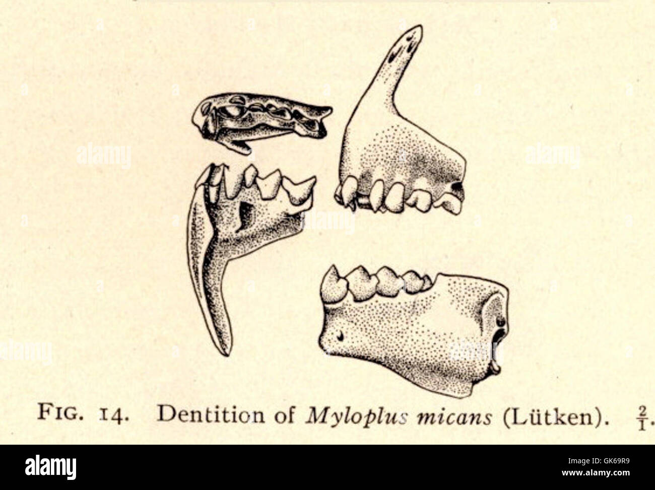 52292 Dentition of Myloplus micans (Lutken) Stock Photo