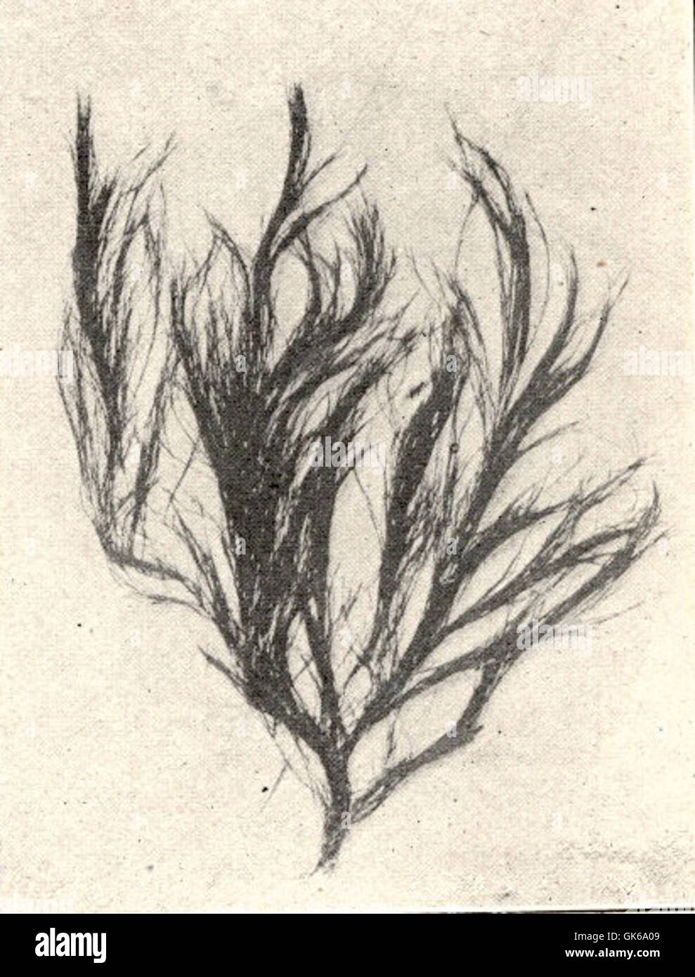 Рассмотрите изображения растений люпин кладофора туя серебристая подпишите их названия