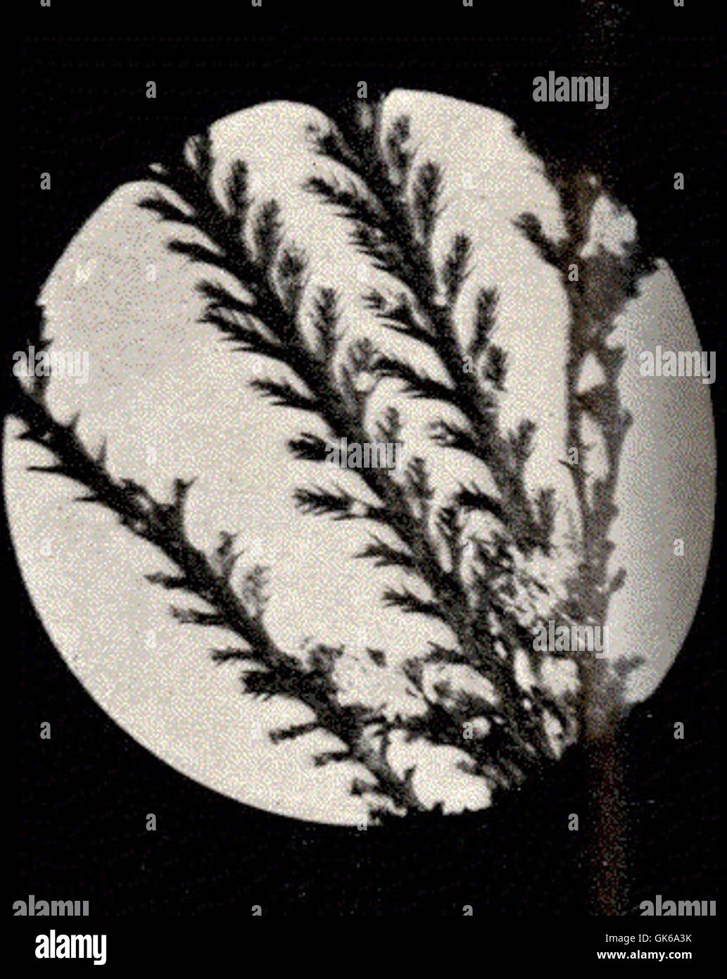 Polysiphonia dendroidea is a type of red algae found in marine ...