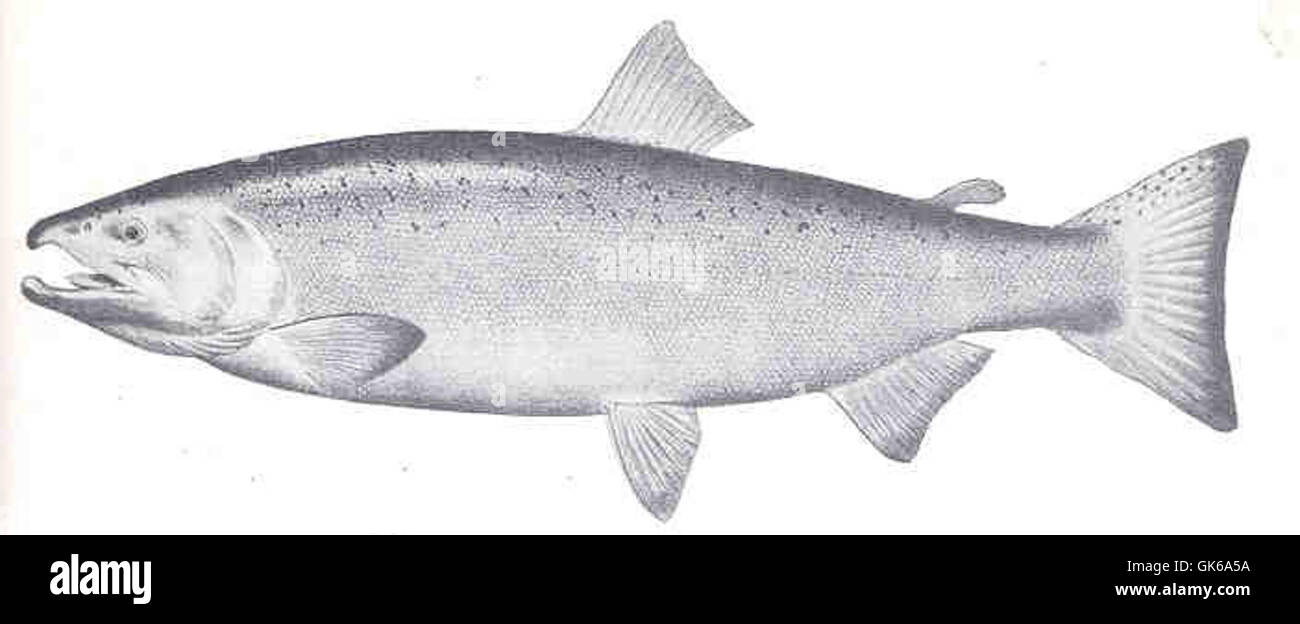 The silver salmon, also known as Coho salmon (Oncorhynchus kisutch), is ...