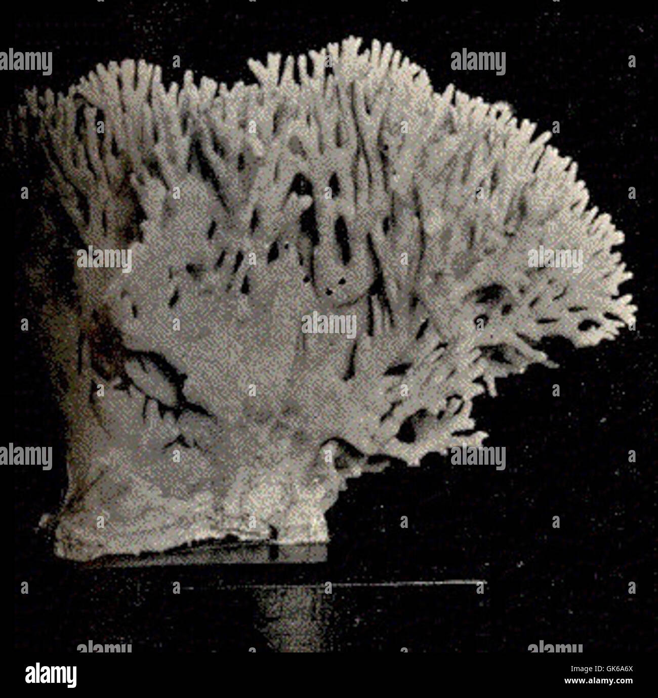 Colonial fire coral hi-res stock photography and images - Alamy