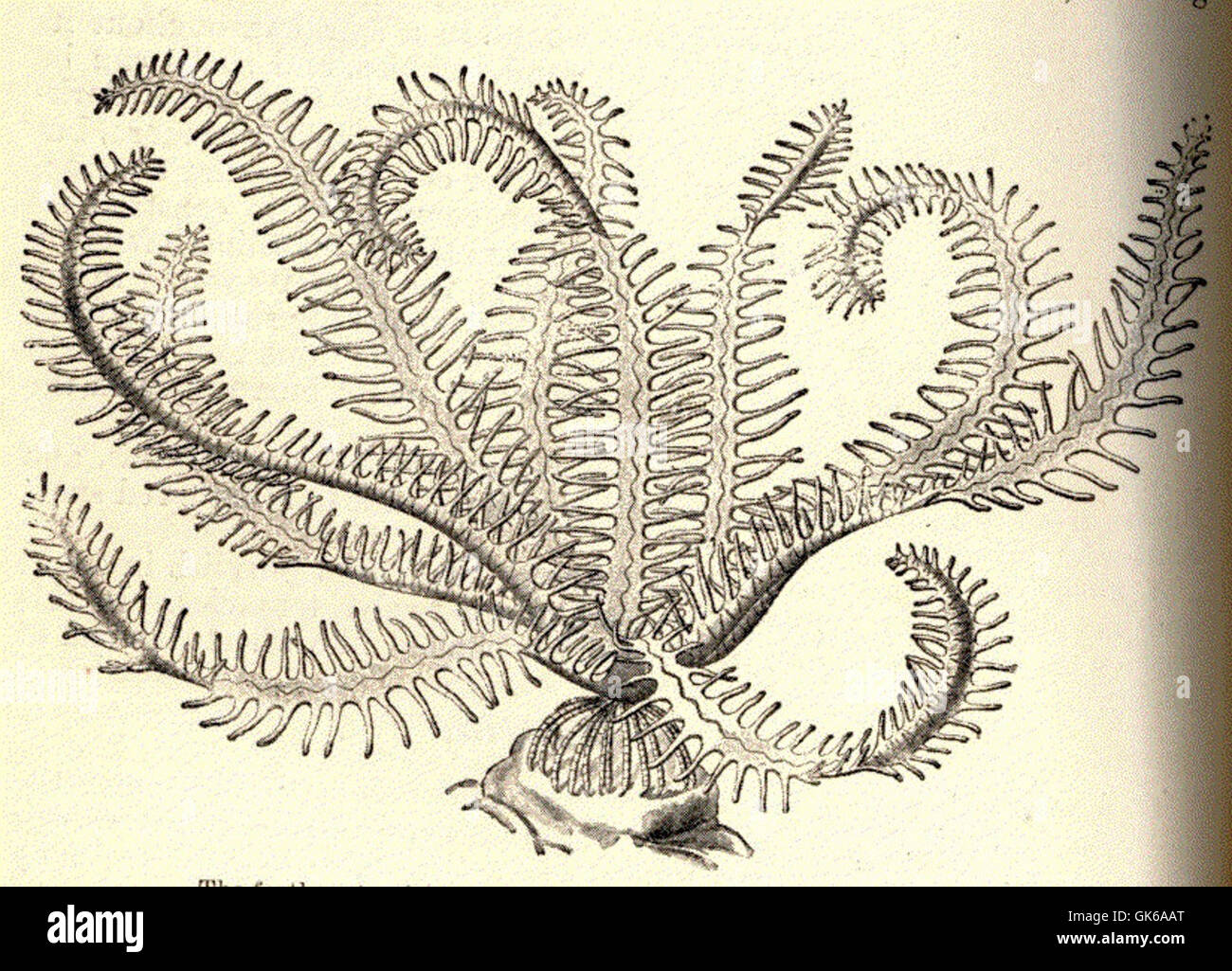 52652 Feather-star (Antedon), illustrating the Comatala form of crinoid Stock Photo
